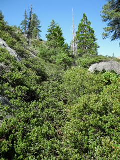 It's thick, but the trail is findable and Passable as of 2009